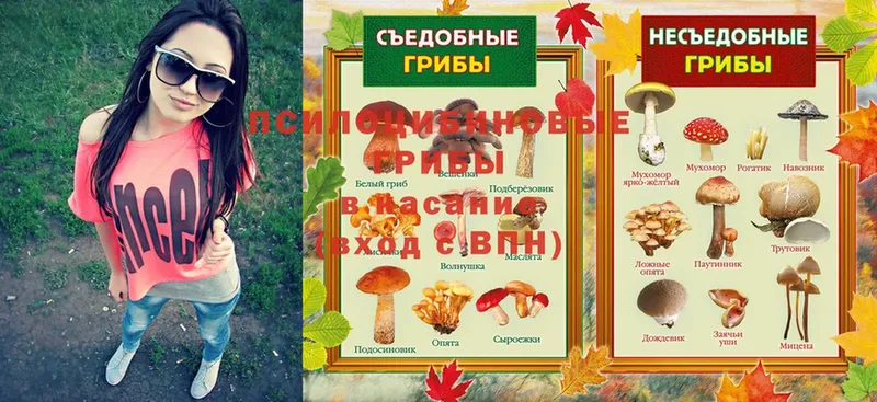 Галлюциногенные грибы Psilocybine cubensis  Астрахань 